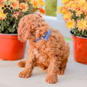 Jerry, Miniature Poodle Puppy