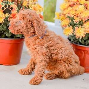 Jerry, Miniature Poodle Puppy