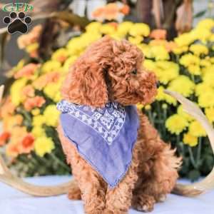 Timmy, Miniature Poodle Puppy