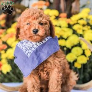 Timmy, Miniature Poodle Puppy