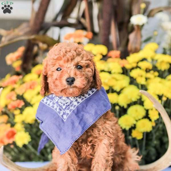 Timmy, Miniature Poodle Puppy