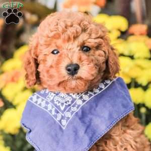 Timmy, Miniature Poodle Puppy