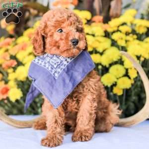Timmy, Miniature Poodle Puppy