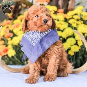 Timmy, Miniature Poodle Puppy