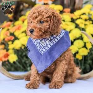 Timmy, Miniature Poodle Puppy