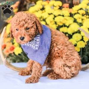 Timmy, Miniature Poodle Puppy