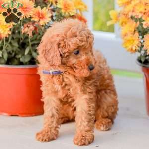 Timmy, Miniature Poodle Puppy