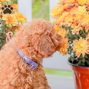 Timmy, Miniature Poodle Puppy