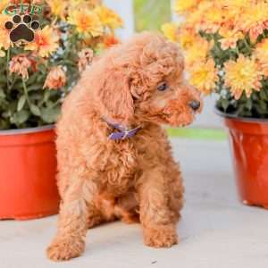 Timmy, Miniature Poodle Puppy