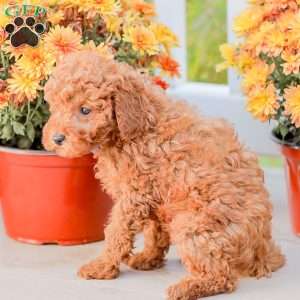 Timmy, Miniature Poodle Puppy