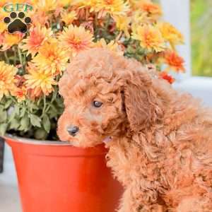 Timmy, Miniature Poodle Puppy