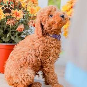Timmy, Miniature Poodle Puppy