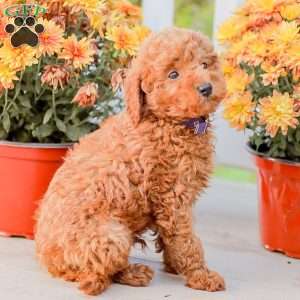 Timmy, Miniature Poodle Puppy