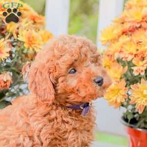 Timmy, Miniature Poodle Puppy