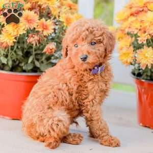 Timmy, Miniature Poodle Puppy