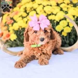 Bami, Miniature Poodle Puppy