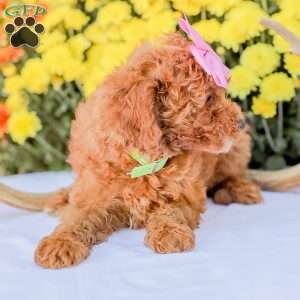Bami, Miniature Poodle Puppy