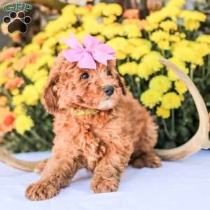 Bami, Miniature Poodle Puppy