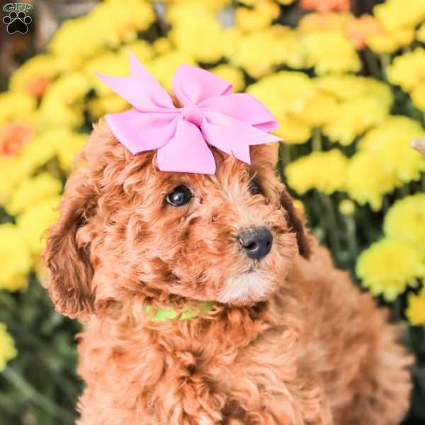 Bami, Miniature Poodle Puppy