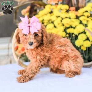 Bami, Miniature Poodle Puppy