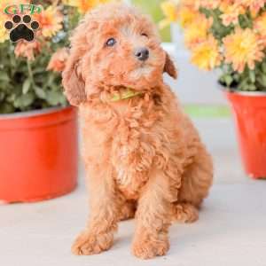 Bami, Miniature Poodle Puppy