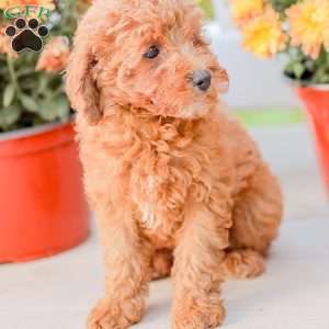 Bami, Miniature Poodle Puppy