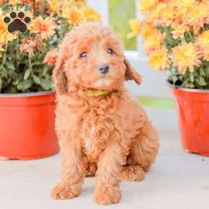 Bami, Miniature Poodle Puppy
