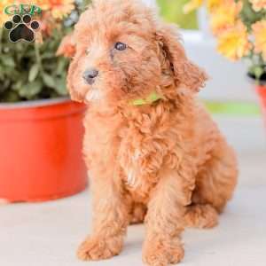 Bami, Miniature Poodle Puppy