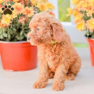 Bami, Miniature Poodle Puppy