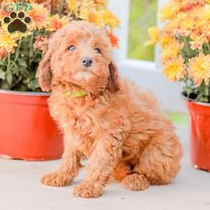 Bami, Miniature Poodle Puppy