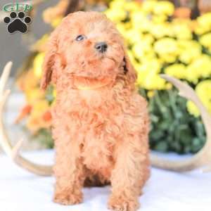 Zoe, Miniature Poodle Puppy