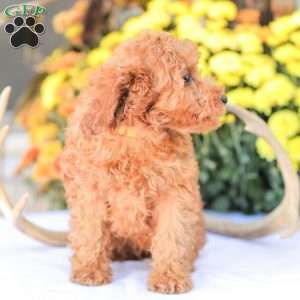 Zoe, Miniature Poodle Puppy