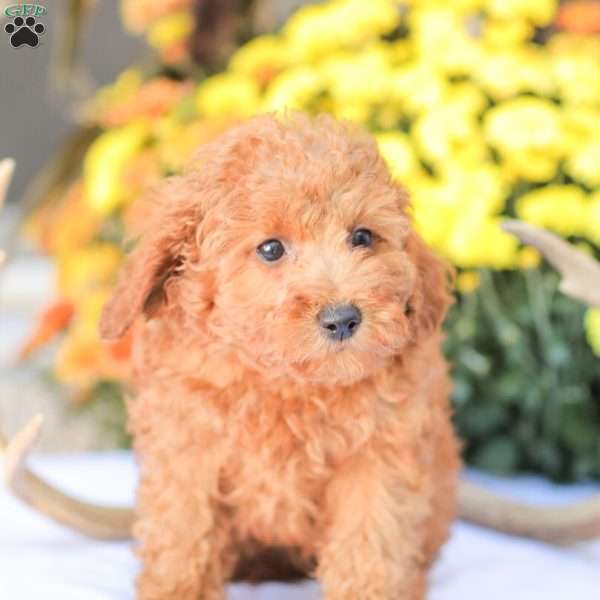 Zoe, Miniature Poodle Puppy