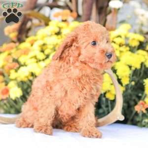 Zoe, Miniature Poodle Puppy