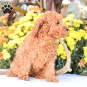 Zoe, Miniature Poodle Puppy