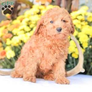 Zoe, Miniature Poodle Puppy