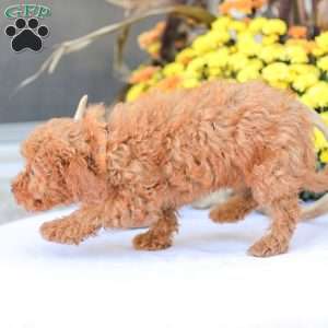 Zoe, Miniature Poodle Puppy