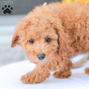 Zoe, Miniature Poodle Puppy
