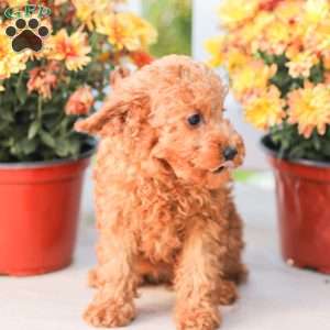 Zoe, Miniature Poodle Puppy