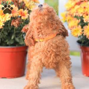 Zoe, Miniature Poodle Puppy
