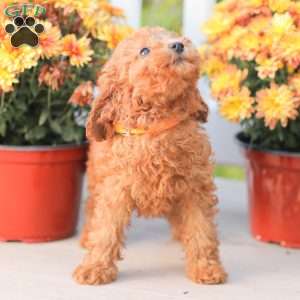 Zoe, Miniature Poodle Puppy