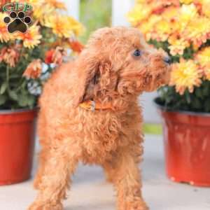 Zoe, Miniature Poodle Puppy