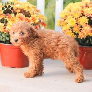 Zoe, Miniature Poodle Puppy