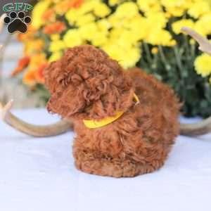 Liam, Miniature Poodle Puppy