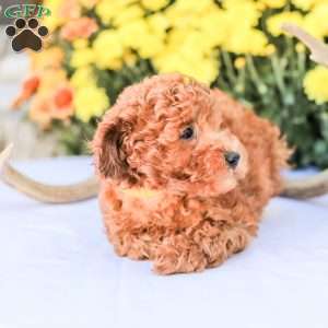 Liam, Miniature Poodle Puppy