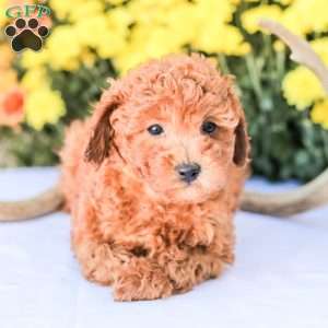 Liam, Miniature Poodle Puppy