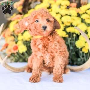 Liam, Miniature Poodle Puppy