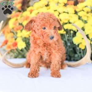 Liam, Miniature Poodle Puppy