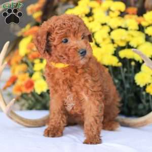Liam, Miniature Poodle Puppy