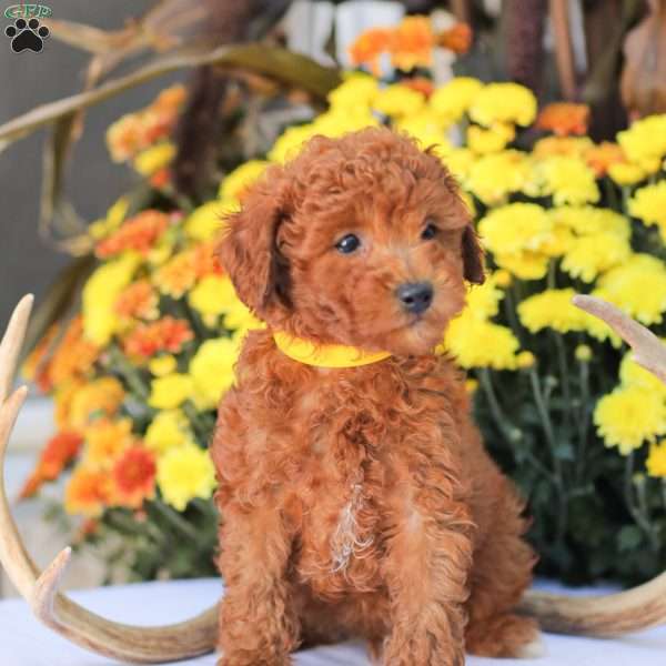 Liam, Miniature Poodle Puppy